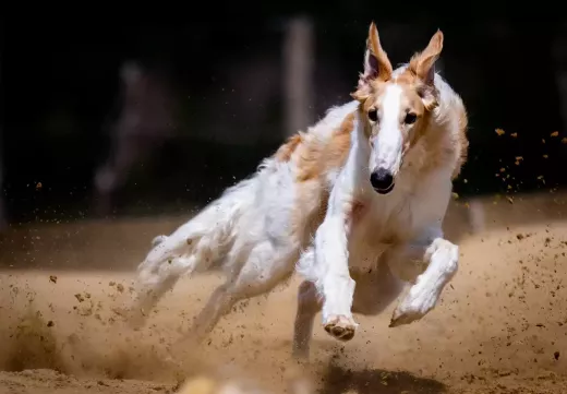 A Look at the Different Distances of Greyhound Races