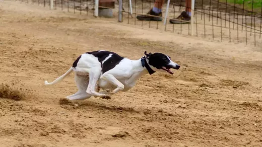 5 Most Exciting Greyhound Races to Bet On