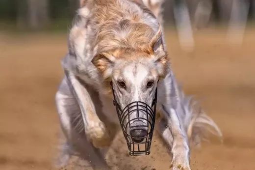 Introduction to Famous Greyhound Racecourses