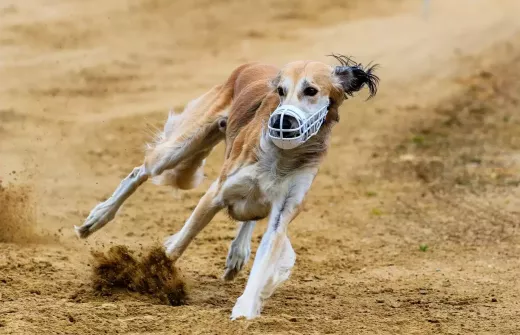 5 Famous Greyhound Racecourses in the United States