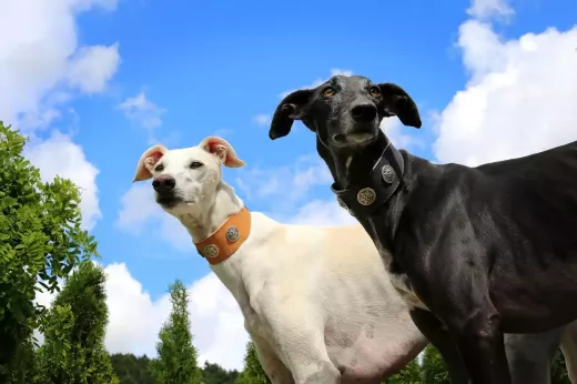 Strategies for Successful Greyhound Race Betting