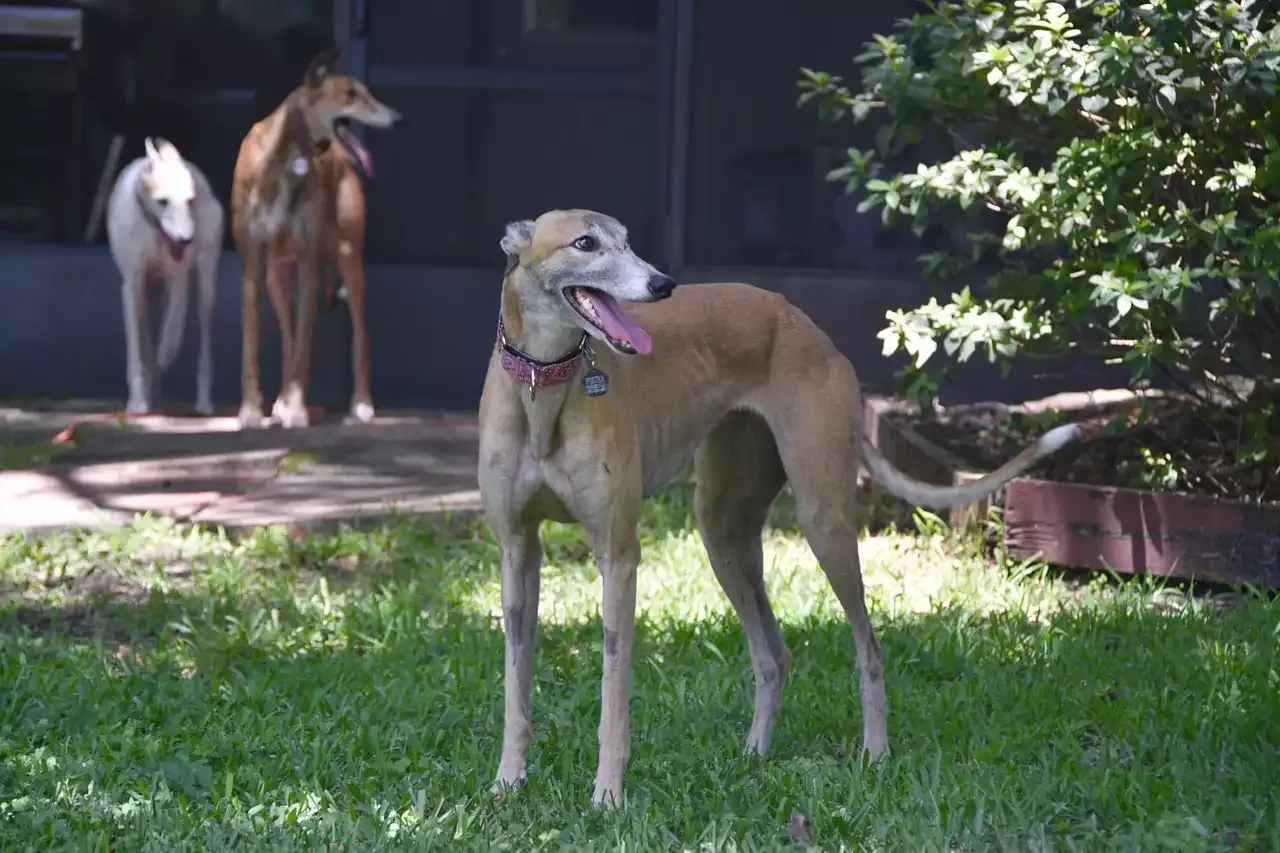 5 of the Most Famous Greyhounds Races in History