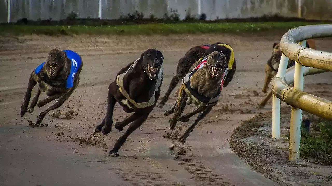 Top 5 Most Iconic Greyhound Tracks Around the World