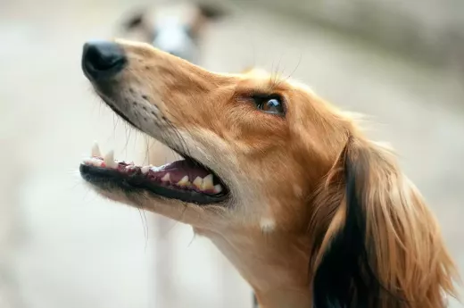 Top 7 Tips for Caring for Retired Racing Greyhounds